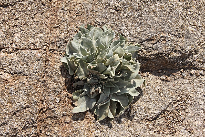Mykonos 18